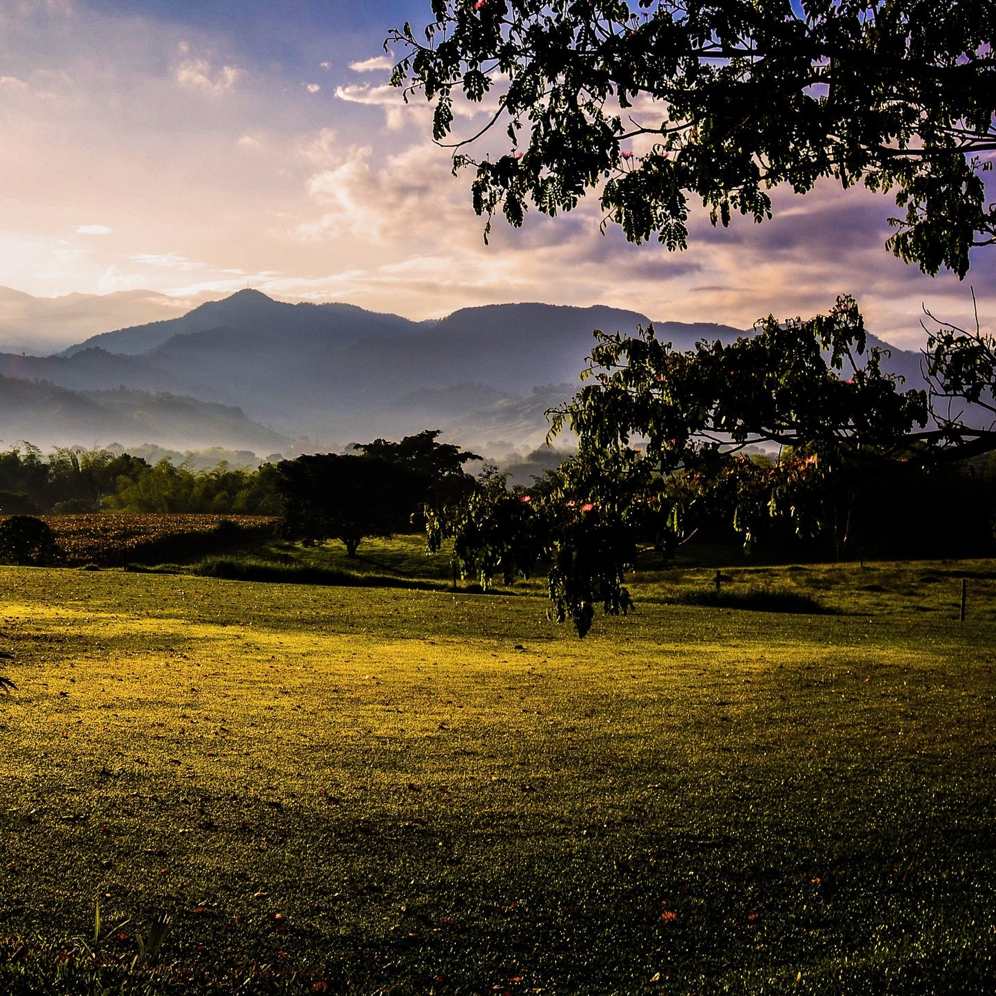 Blue Horizons Colombian