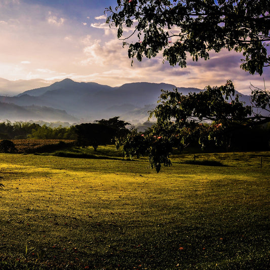 Blue Horizons Colombian